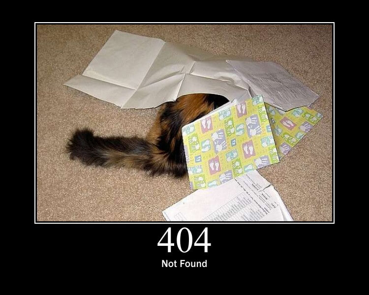 Cat hidden under some paper